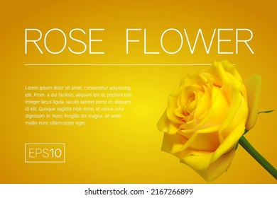 Minimalistic banner with a realistic yellow rose on orange background. 3d bud rose. Frame for title and text. Template for design of a flyer, banner or postcard in the minimal style. 