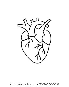 Dibujo minimalista en blanco y negro de un corazón anatómico. Ideal para temas e ilustraciones relacionados con la medicina, la salud o la biología.