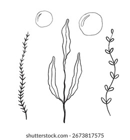 Minimalistic Botanical Illustrations that Feature Natural Organic Shapes and Forms