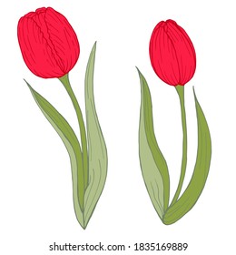 Minimalistic colorful flowers isolated on white background.
