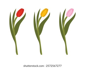 Minimalistic design with three tulips in red, yellow, and pink. Perfect for floral themes, spring designs, and botanical decor. Flat vector illustration isolated on white background.