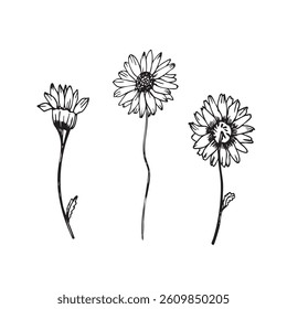 Minimalistic doodle set of three flowers, vector graphics