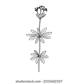 Desenho minimalista de uma planta, desenho linear floral à mão. Elementos botânicos decorativos, desenho moderno na forma de linhas botânicas, design de tatuagem floral. Ilustração isolada de vetor