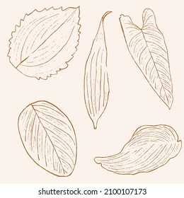 minimalistic hand drawn leaf illustration