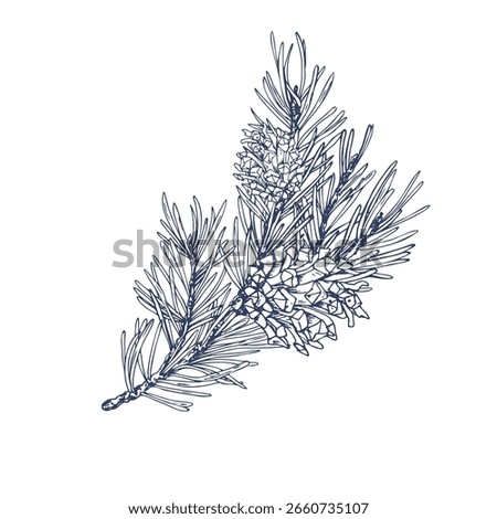 Minimalistic hand drawn line art graphic illustration of pine branch with cones, perfect for winter themed compositions, Christmas 2026 designs or seasonal botanical elements.