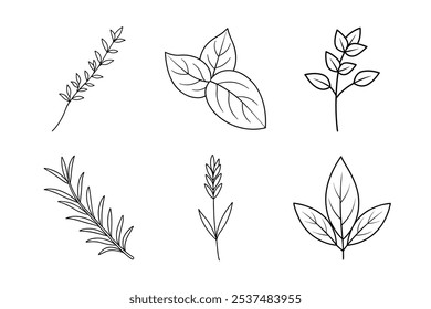 Grupo de arte de linha de ervas minimalistas - lavanda, alecrim, salva, manjericão, tomilho e orégano