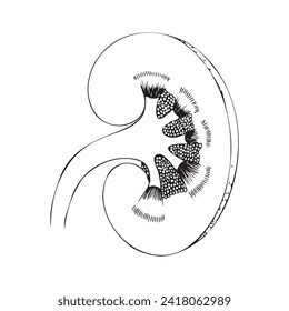 Minimalistic kidney drawing with black lines, sketch. Medical illustration.
