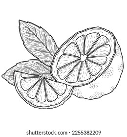 Minimalistic lemons with leaves. Lined vector art.