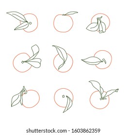 Minimalistic and Modern Tangerine Selection Vector Line Drawing Designs Isolated on White Background