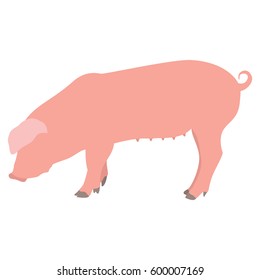 Minimalistic Realistic Illustration of Pig