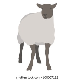 Minimalistic Realistic Illustration of Sheep