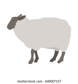 Minimalistic Realistic Illustration Of Sheep