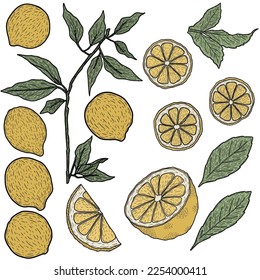 Minimalistic set of lemons with leaves. Lined vector art.