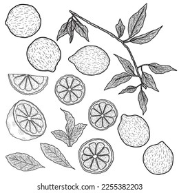 Minimalistic set of lemons with leaves. Lined vector art.