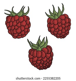 Minimalistic simple raspberries. Black line vector art.