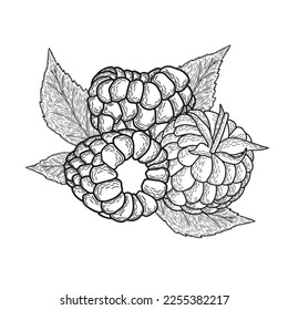 Minimalistic simple raspberries. Black line vector art.