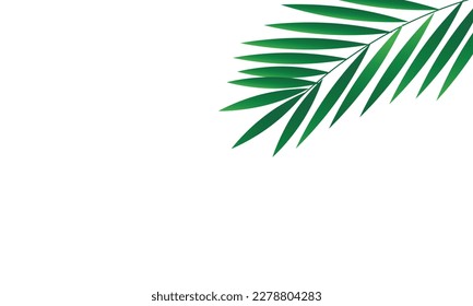 Minimalistic tropical background with palm leaves on white background	
