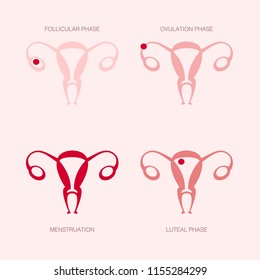 Minimalistic vector demonstration the phase of the menstrual cycle in a minimal flat style