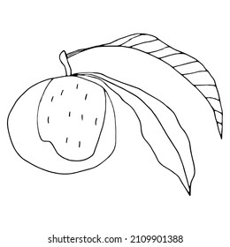 Minimalistic vector illustration. A peach fruit with a twig and leaves. Contour illustration. Design of posters, postcards, invitations, packaging, stickers, logo, tattoo.