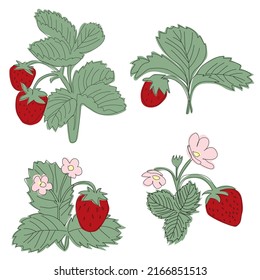 Minimalistic vector illustration of strawberry bush in line style drawn with spots. Strawberry bush with strawberries and flowers. Set of 4 illustrations