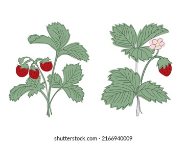 Minimalistic vector illustration of strawberry bush in line style drawn with spots. Strawberry bush with strawberries and flowers. Set of two illustrations