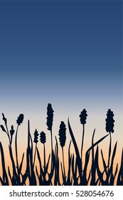 a minimalistic vector illustration of sunset through field herbs and flowers