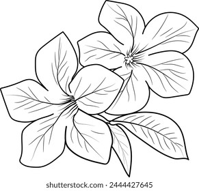 Minimilist allamanda cathartica tattoo drawings, allamanda cathartica flower coloring pages for kids, hand drawn allamanda cathartica flwoers