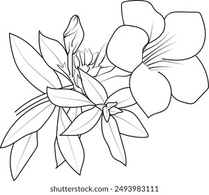 Minimilist single Allamanda flower drawings, periwinkle flower vector art, drawing outline Allamanda flower tattoo, small Allamanda flower tattoo, ink illustration clipart isolated on white background