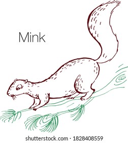 Mink hand drawn vector illustration. Linear engraved art