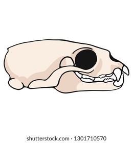 Mink skull cartoon vector illustration motif set. Hand drawn isolated weasel bone elements clipart for nature blog, natural history bone skeleton graphic, anatomy education web buttons.