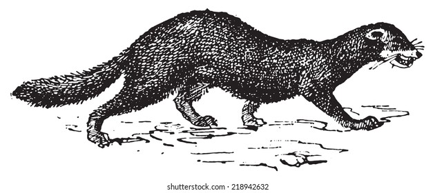 Mink or Vison, vintage engraved illustration. Dictionary of words and things - Larive and Fleury - 1895.