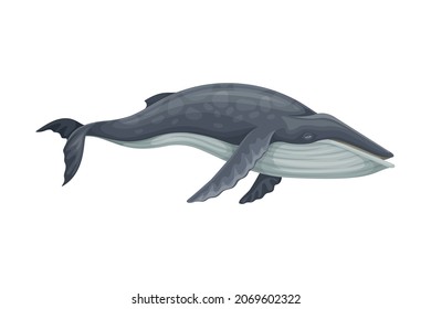 Minke Whale as Aquatic Placental Marine Mammal with Flippers and Large Tail Fin Closeup Vector Illustration