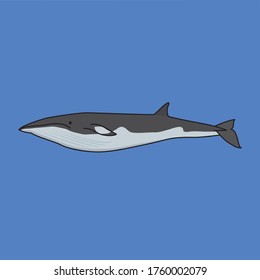 Minke whales are small whales.