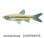 minnow fish on a white background.