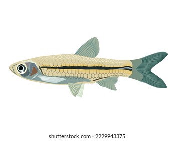 minnow fish on a white background.