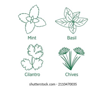 Menta, albahaca, cilantro, cebollas, hierbas de la línea de arte ilustración vectorial