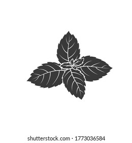 Mint or basil glyph icon. Culinary herbs. Monochrome condiment vector illustration.