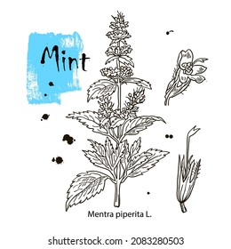 Mint , botanical drawing. Herbal tea set. Hand drawn. Medicinal plant.