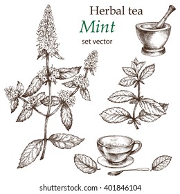 Mint  , Botanical Drawing. Herbal Tea  Set. Hand Drawn.  Medicinal Plant.