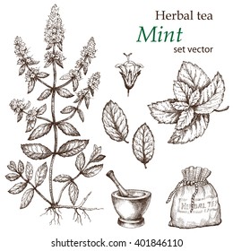 Mint , Botanical Drawing. Herbal Tea  Set. Hand Drawn.  Medicinal Plant.