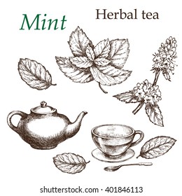 Mint , botanical drawing. Herbal tea  set. Hand drawn.  Medicinal plant.