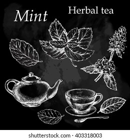 Mint  , botanical drawing. Herbal tea  set. Hand drawn.  Medicinal plant. Chalkboard background.