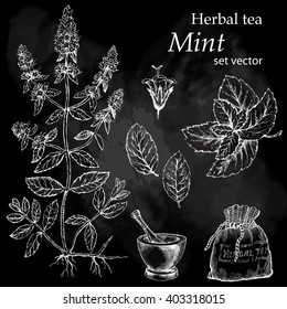 Mint  , botanical drawing. Herbal tea  set. Hand drawn.  Medicinal plant. Chalkboard background.