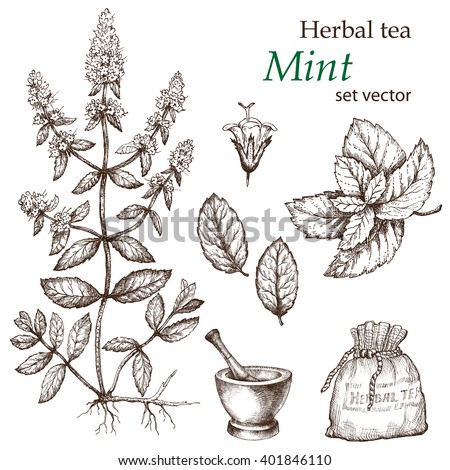 Mint Botanical Drawing Herbal Tea Set Stockvector