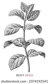 Mint branch botanical vintage illustration black and white clip art