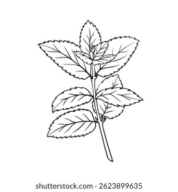 Mint branch hand drawn botanical illustration, black outline on white background. Perfect for herbal tea packaging, cosmetic labels, eco design and summer decor