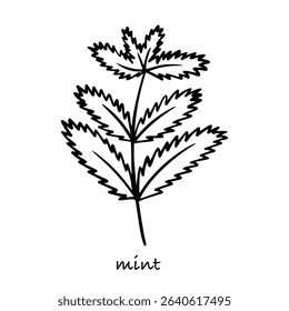 Mint branch hand drawn vector sketch