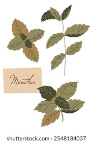 Rama de menta. Hierba de menta y Ilustración vectorial de especias. Conjunto de Vector de elemento para publicidad, diseño de embalaje de productos de condimento.