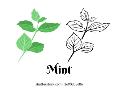 Mint branch isolated on white background. Vector color illustration of  fragrant green peppermint leaf in cartoon flat style and simple black and white outline. Medical and culinary herb icon.