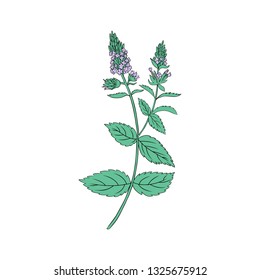 Mint branch, leaves and flower isolated on white, Hand drawn vector spicy herb, Doodle cooking ingredient peppermint for design natural cosmetic, organic 
 medicine, herbal tea package, beauty salon